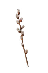 willow twig on a white background - obrazy, fototapety, plakaty