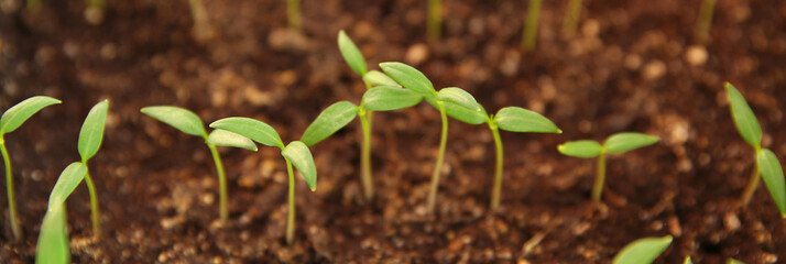 seedlings grow in the ground, plant care, earth day, sprouts sprout