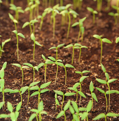 seedlings grow in the ground, plant care, earth day, sprouts sprout