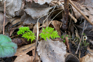 A close up of a plant with green leaves and the word fern on it. High quality photo