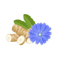 Vector illustration, Chicory or Cichorium intybus, isolated on white background.