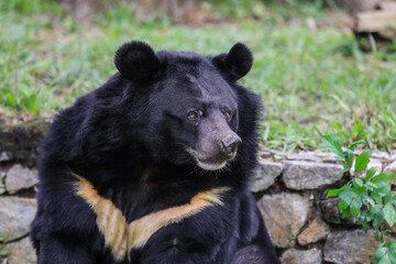 Portrait of the Asian white chested black Bear in the Rain Forest, Thailand