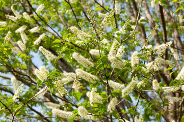 満開のウワミズザクラの花