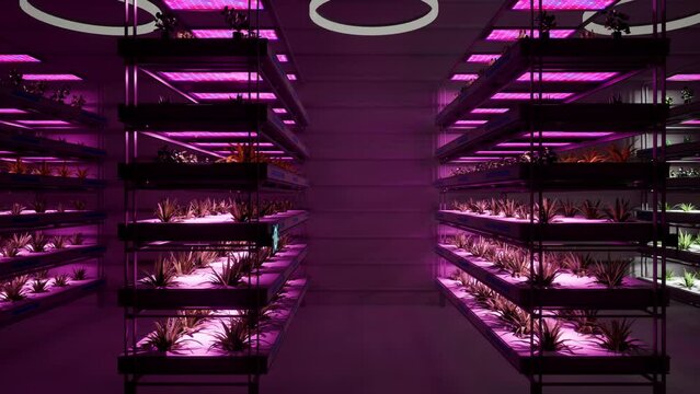 3d render animation of scifi modern lab and vertical farm purple grow light