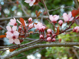 Japanese plum close-up, white beautiful flowers and purple leaves, background from blurry green trees  