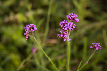 Beautiful verbena violet wild flowers in the garden