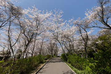 Fototapeta na wymiar 紫雲出山（しうでやま）の桜（香川県三豊市）