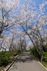紫雲出山（しうでやま）の桜（香川県三豊市）