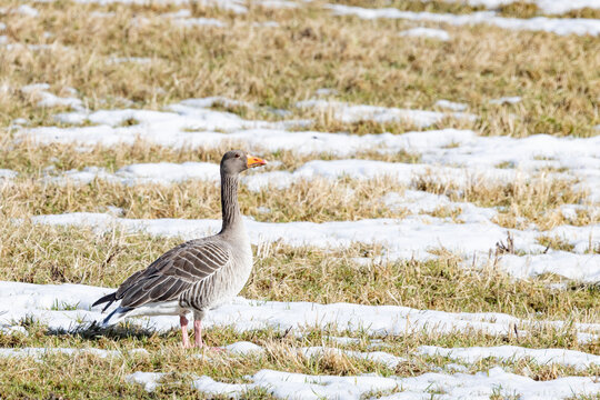 Greylag goose is a coastal surface-grazing seabird and a wetland-associated bird species that belongs to the group of geese