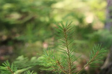 close up of pine needles