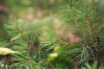 pine needles