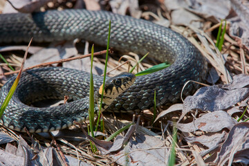 The snake is basking in the grass