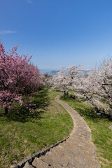 紫雲出山（しうでやま）の桜（香川県三豊市）