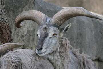 スーチョワンバーラル