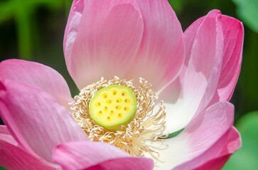 Nelumbo nucifera, also known as sacred lotus, Egyptian bean, Laxmi lotus, Indian lotus, or simply lotus.
