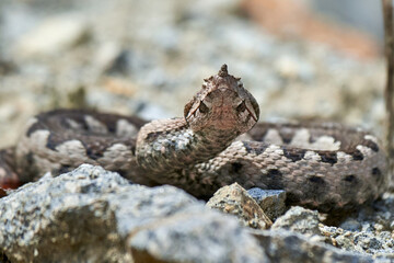 Nose-Horned Viper male in natural habitat (Vipera ammodytes)