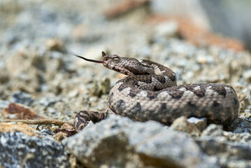 Nose-Horned Viper male in natural habitat (Vipera ammodytes)