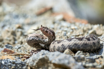 Nose-Horned Viper male in natural habitat (Vipera ammodytes)