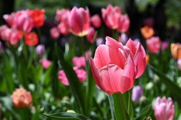 日本のお花畑で咲くカラフルなチューリップの風景