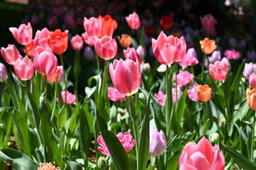 日本のお花畑で咲くカラフルなチューリップの風景