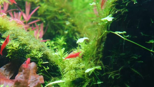 Fire Red Shrimp in a glass tank with branches and water plants.