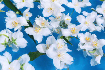 Beautiful white jasmine flowers closeup in blue transparent water. Creative summer floral...