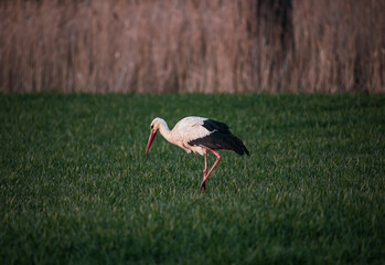 hunting stork in the grass