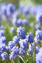Grape hyacinths on a blurred background.