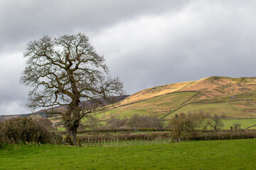 landscape with a tree