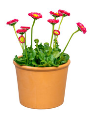 Isolated blooming bellis flowers in a flower pot - 590810426