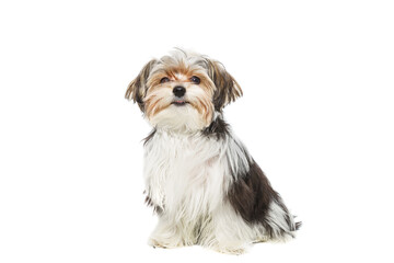 Puppy Maltese lapdog isolated on white background...