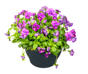 Isolated pottet violet flowers