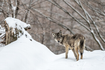 Grey Wolf, Canis lupus. in a snowy forest landscape.