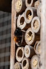 Hôtel à insecte, Osmia cornuta - European orchard bee - Osmie cornue