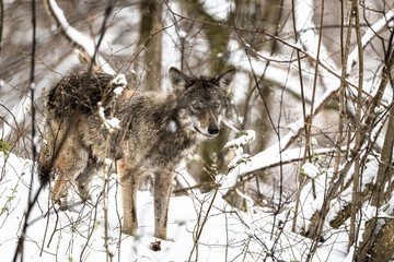 Grey Wolf, Canis lupus. in a snowy forest landscape.