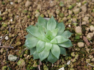 Gorgeous hybrid of Haworthia Obtusa and Retusa from the Asphodelaceae family