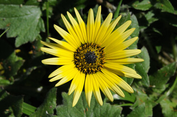 Daisy
