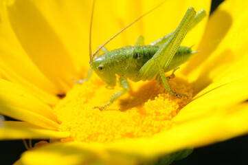 Grasshopper nimph