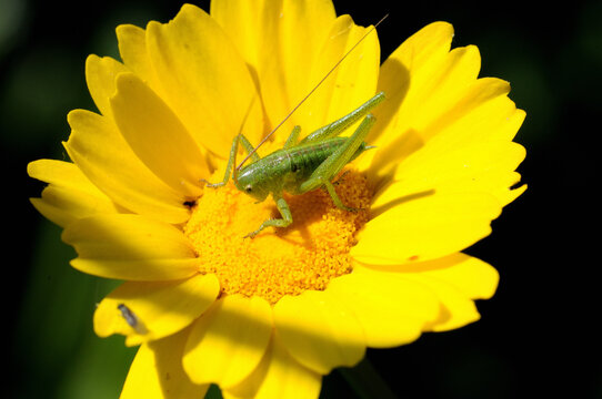 cricket nimph