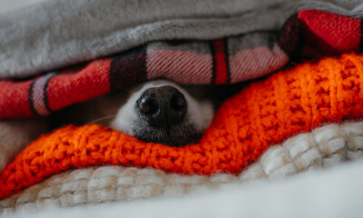 Close up photo of lovely cute white pet or dog wrapped in blankets to keep warm from winter cold