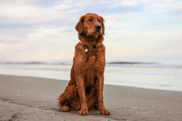 Golden Retriever (red) on the beach