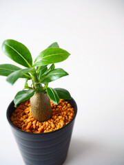 多肉植物アデニウム・オベスム02