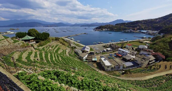 遊子水荷浦の段畑（愛媛県宇和島市）