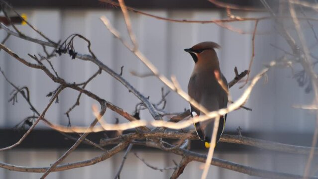 shooting a video of a whistler sitting on a rowan tree branch. The piper is sitting on a tree branch.