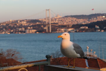 bay istanbul 