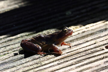 A beautiful animal portrait of a Frog