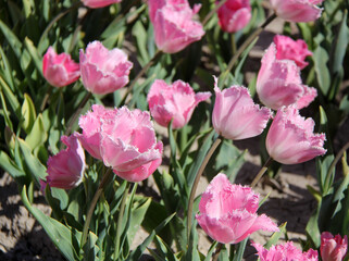 culture intensive,  de tulipes