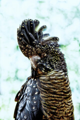 Red tailed black cockatoo with eyes closed © pink candy