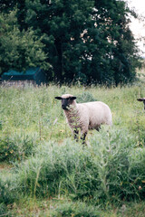 Fototapeta premium A sheep in a meadow