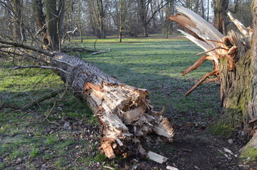 Złamane drzewo, ułamany konar